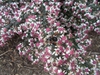 Symphyotricum lateriflorum