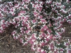 Plant with many white flowers