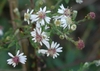White rays surrounding the center disc flowers