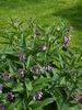 Symphytum grandiflorus