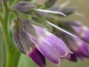 Symphytum officinale