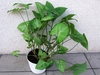 Syngonium podophyllum