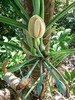 Syngonium podophyllum