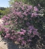 large lilac shrub with purple flowers