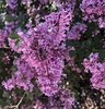 clusters of purple lilac flowers
