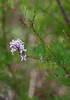 Flowers and stem