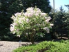 Syringa oblata Growth habit