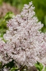 Syringa patula