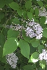 Syringa patula