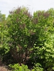 Syringa patula