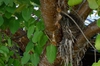 Syringa pekinensis