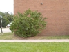 Syringa vulgaris