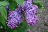 Syringa vulgaris 'Congo'
