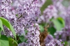 Syringa x persica