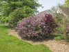 Large lilac shrub with dark purple flowers.