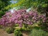 Large lilac shrub with purple flowers.