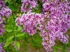 Large lilac shrub with purple flowers.