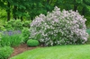 Syringa meyeri
