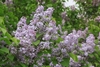 Clusters of lilac flowers.
