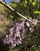 Close-up photo of pinkish purple lilac flowers.