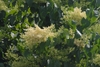 Large shrub with panicles of white flowers.