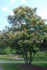 Syringa reticulata