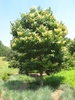 Syringa reticulata form