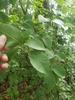 hand turning a leaf over to reveal the underside. Leaves serrate