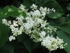 A cluster of small white flowers (looking like privet flowers)