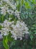 Cluster of small white flowers like privet flowers
