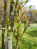 Syringa villosa