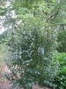 Syringa villosa