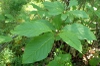 Syringa villosa