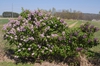 Syringa vulgaris
