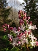 Syringa x hyacinthiflora