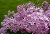 Sryinga x hyacinthiflora 'Esther Staley'
