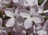 Syringa x hyacinthiflora