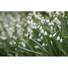 Leucojum aestivum 'Gravetye Giant'