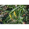 Nothoscordum sellowianum
