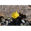 Nothoscordum sellowianum