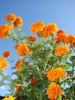 Tagetes-erecta