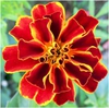 Tagetes-erecta