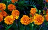 Tagetes-erecta