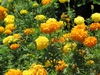 Tagetes-erecta