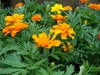 Photo of Tagetes erecta