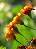 Profile view of four flower heads.
