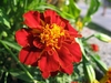 Close up of a flower head with orange ray florets.