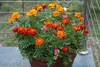 A container with bushy plants with orange flower heads.
