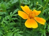 Tagetes tenuifolia
