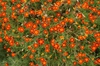 Tagetes tenuifolia